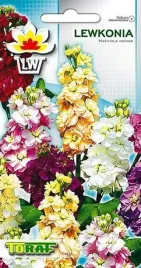 lewkonia-mieszanka-kolorow-jednoroczna-rabaty-taras-kwiaty-ciete-toraf