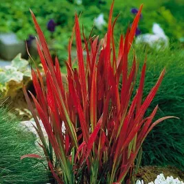 trawa-czerwona-imperata-red-baron-zestaw-sadzonka