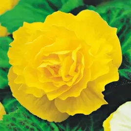 begonia-podwojna-pelna-double-zolta-1-szt