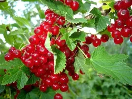 porzeczka-czerwona-rovada-sadzonka