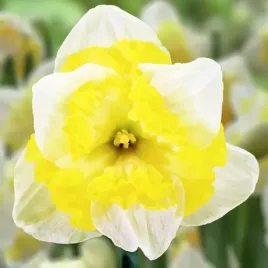 narcyz-dwukolorowy-pachnacy-printal-1-szt-ceb-xxl