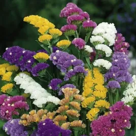 zatrwian-wrebny-mix-kolorow-nasiona-przyciaga-motyle