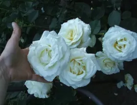 roza-wielkokwiatowa-biala-pachnaca-mrozoodporna-sadzonka-piekna