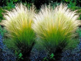 trawa-ozdobna-ostnica-miekka-pony-tails-sadzonka-duza-donniczka-1l