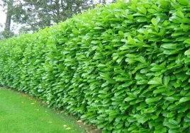 laurowisnia-wschodnia-caucasica-xl-na-zywoplot-duza-sadzonka-30-45-cm
