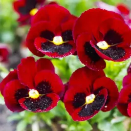 bratek-wielkokwiatowy-czerwono-karminowy-duzy