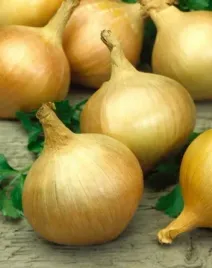 cebula-dymka-zimujaca-jesienna-troy-500g-jakosc-zimowa-do-sadzenia