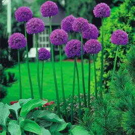 allium-czosnek-ozdobny-gladiator-1szt-cebulka-xxl