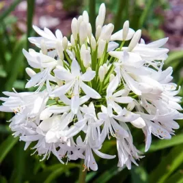 agapanthus-agapant-afrykanski-bialy-1-szt-sadzonka-w-doniczce-zdrowa