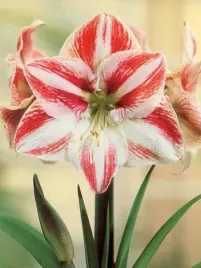 amarylis-zwartnica-clown-duza-cebula-1szt-jasno-rozowa-bulwa-klacze