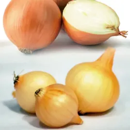 cebula-dymka-sturon-ii-8-15-1000g-najlepsza-jakosc-do-sadzenia-ekologiczna