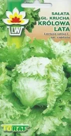 salata-krucha-krolowa-lata-do-uprawy-calorocnej-duze-glowki-1g