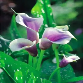 calla-kalla-kalia-picasso-bialo-fioletowa-bulwa-klacze-zdrowe-cebule-1-szt
