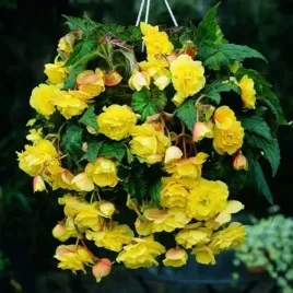 begonia-zwisajaca-pendula-zolta-1-szt