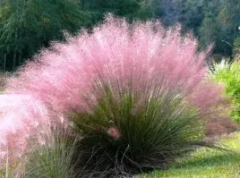 rozowa-trawa-wlosowata-muhlenbergia-sadz-w-p9