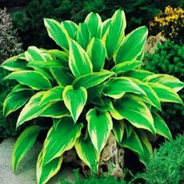 hosta-funkia-sadzonka-aureomarginata-1szt-jakosc
