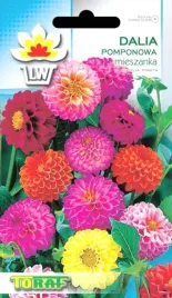 dalia-pomponowa-mix-odmian-kolorow-dlugo-i-obficie-kwitnie-nasiona