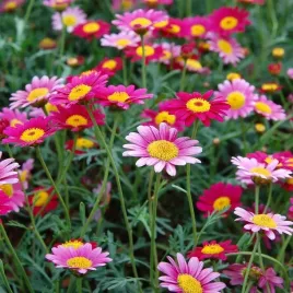 zlocien-trwaly-robinson-mieszany-200-sztuk-nasion