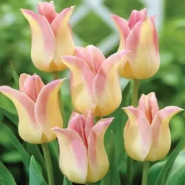 tulipan-lilioksztaltny-elegant-lady-5-szt-bialy