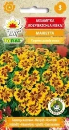 aksamitka-rozpierzchla-marietta-jednoroczna-niska-dwukolorowa-pachnaca-1g