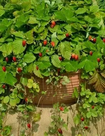 legutko-poziomka-wiszaca-attila-01g-domowy-ogrod