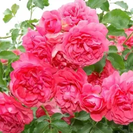 roza-pnaca-rozowa-pachnaca-mrozoodporna-sadzonka-pieknosc-roze