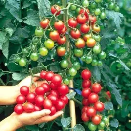 pomidor-karlowy-maskotka-najplenniejszy-na-balkon