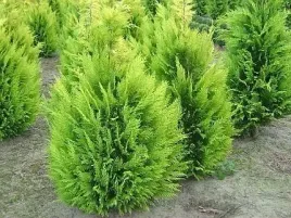 cyprysik-ivonne-tuja-na-bonsai-sadzonka-60cm