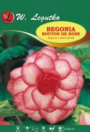 begonia-bouton-de-rose-czerwono-biala-1szt-bulwa-klacze-xxl