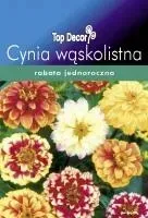 cynia-waskolistna-persian-carpet-mix-kolorow-nasio