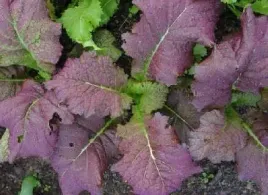 musztardowiec-200-red-giant-nasiona