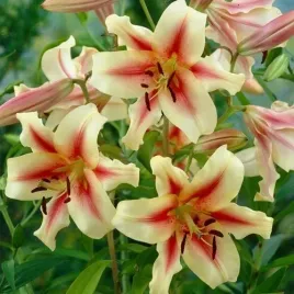 lilia-drzewiasta-lavon-zolto-czerwona-1szt-w375