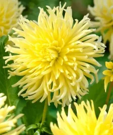 dalia-strzepiasta-yellow-star-zolta-1szt-klacze-ogromne-kwiaty-pieknosc