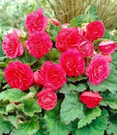 begonia-wielokwiatowa-rozowa-1-szt-002