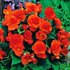 begonia-multiflora-maxima-pomaranczowa-1-szt