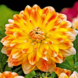 dalia-dekoracyjna-peaches-and-cream-1szt-pomaranczowo-zolta-kwiaty-klacze