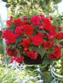begonia-zwisajaca-pendula-czerwona-1-szt