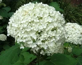 hortensja-krzewiasta-strong-anabelle-ogromny-kwiat