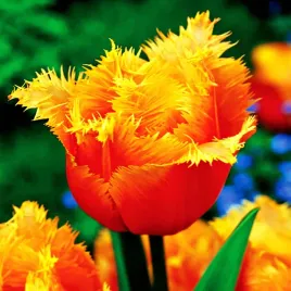 tulipan-strzepiasty-pomaranczowy-lambada-5-szt-tulipany-xxl-zestaw