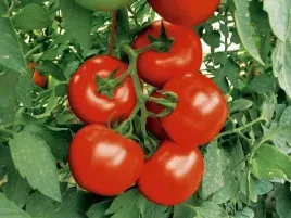 pomidor-betalux-bardzo-wczesny-idealny-balkon-legutko-plenny-bez-palikowy
