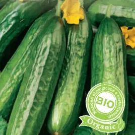 bio-ogorek-marketmore-doskonaly-do-salatek