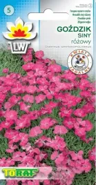 gozdzik-siny-piekne-rozowe-kwiaty-na-skalniaki