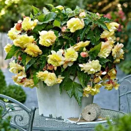 begonia-zwisajaca-pelna-odorata-sunny-dream-1-szt