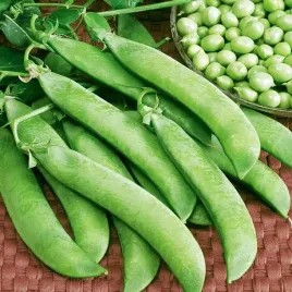 groch-luskowy-cud-kelvedonu-siewny-luskowy-500g