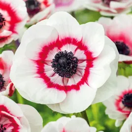 zawilec-bicolor-czerwono-bialy-sadzonki-10szt-wieloletni-cebulki-b191