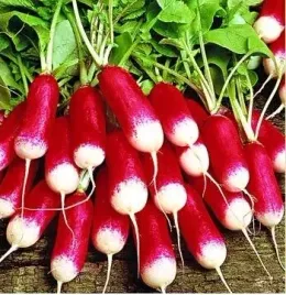 rzodkiewka-opolanka-podluzna-czerwona-smaczna100g-duze-opak