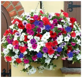petunia-zwisajaca-petunia-hybryda-mix-kolorow-doskonale-kielkowanie-nasiona