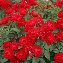 roza-rabatowa-czerwona-1-szt-sadzonka