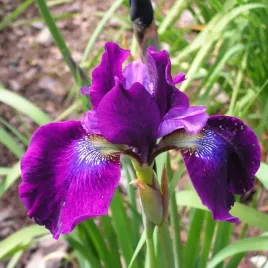 irys-sibirica-temper-tantrum-fioletowy-1szt-w330