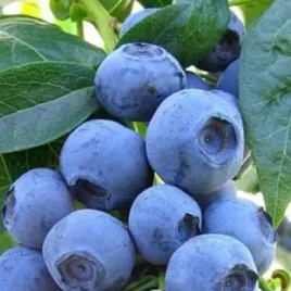 borowka-amerykanska-bluecrop-3-w-donicy-pllena-dobrze-owocuje